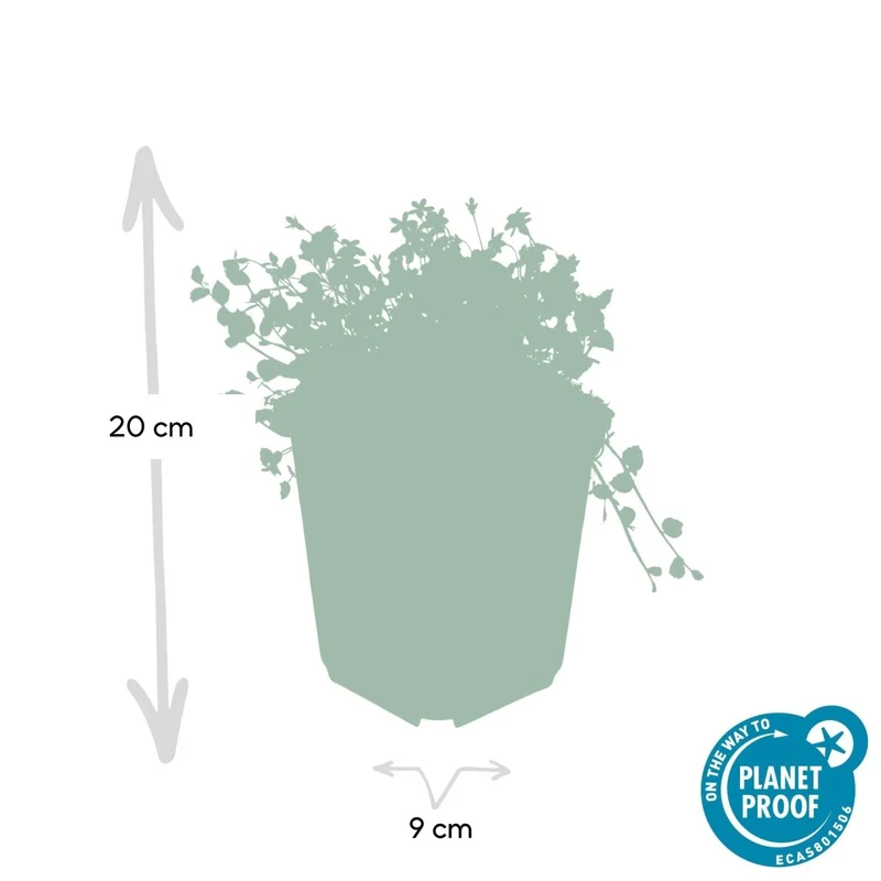 Isotoma fluviatilis – 24 Pflanzen Ø 9 cm Höhe 10–25 cm – Blühfreudiger, trittfester Bodendecker & Rasenersatz