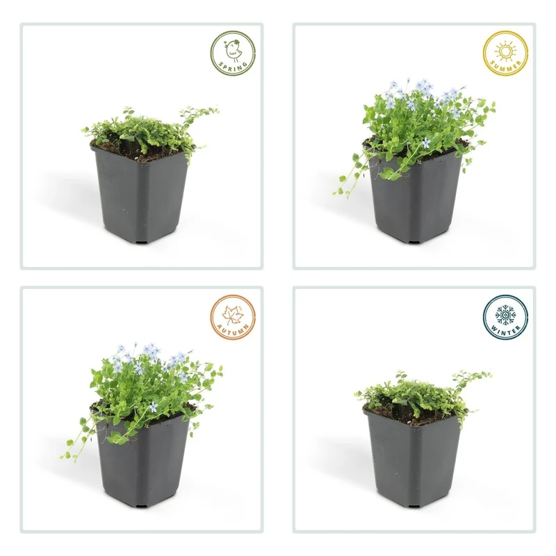 Isotoma fluviatilis – 24 Pflanzen Ø 9 cm Höhe 10–25 cm – Blühfreudiger, trittfester Bodendecker & Rasenersatz