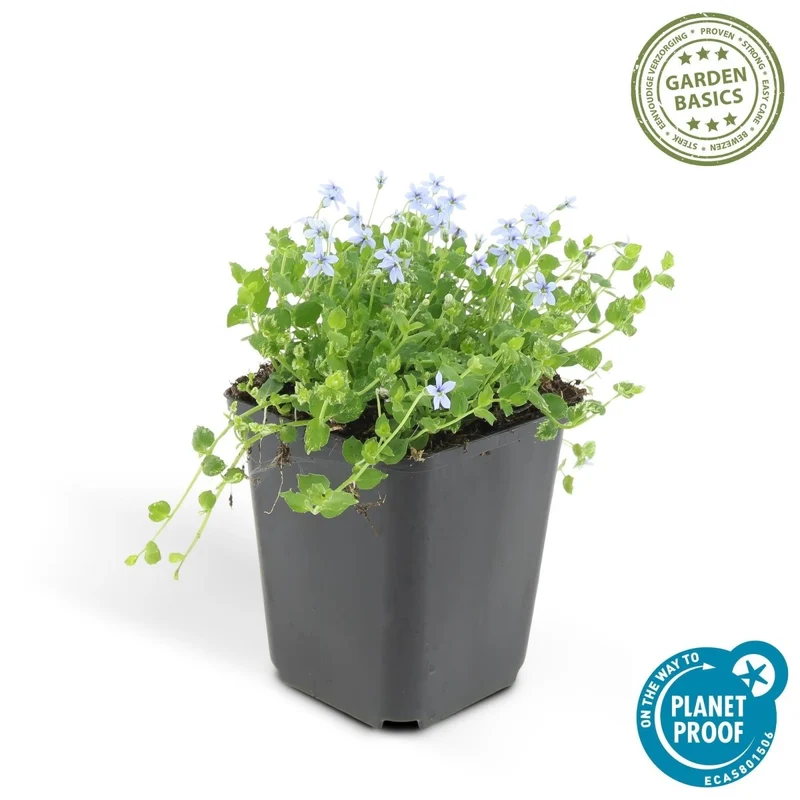Isotoma fluviatilis – 24 Pflanzen Ø 9 cm Höhe 10–25 cm – Blühfreudiger, trittfester Bodendecker & Rasenersatz