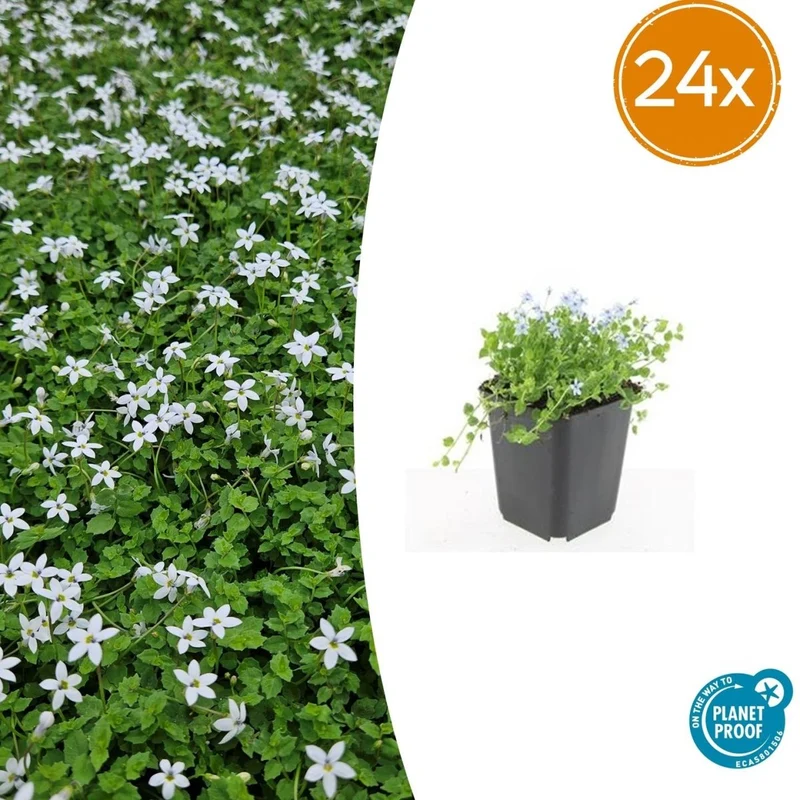 Isotoma fluviatilis 'Alba' – 24 Pflanzen Ø 9 cm – Weißblühender Bodendecker & Rasenersatz