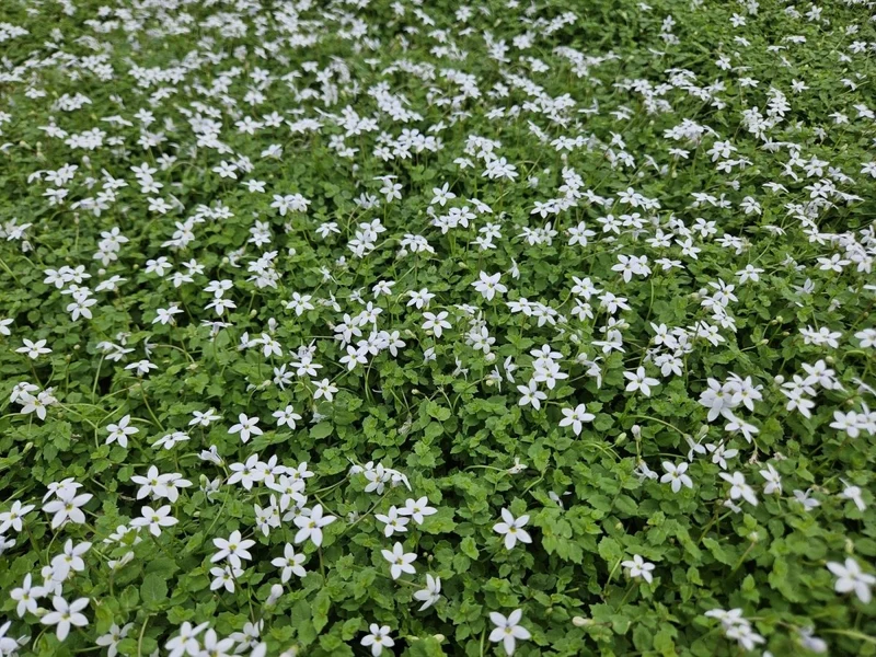 Isotoma fluviatilis 'Alba' – 24 Pflanzen Ø 9 cm – Weißblühender Bodendecker & Rasenersatz
