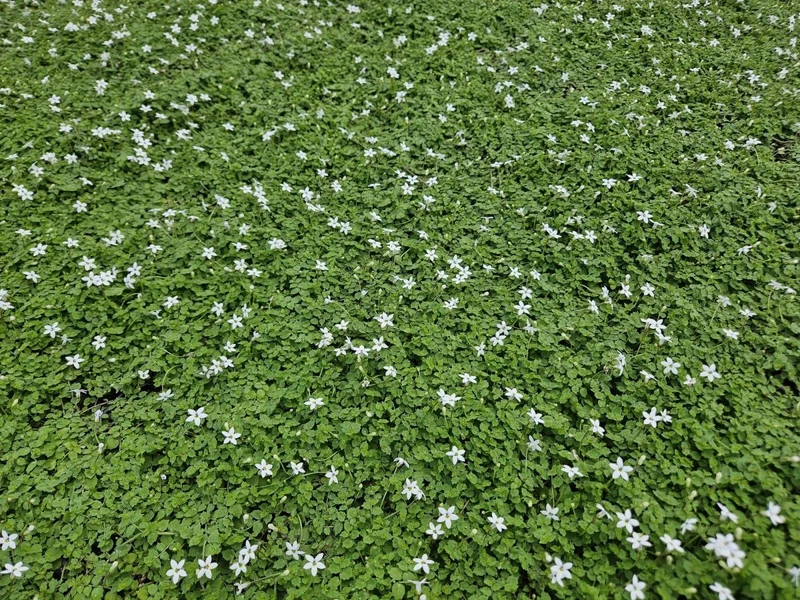 Isotoma fluviatilis 'Alba' – 24 Pflanzen Ø 9 cm – Weißblühender Bodendecker & Rasenersatz
