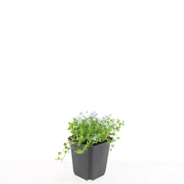 Isotoma fluviatilis 'Alba' – 24 Pflanzen Ø 9 cm – Weißblühender Bodendecker & Rasenersatz
