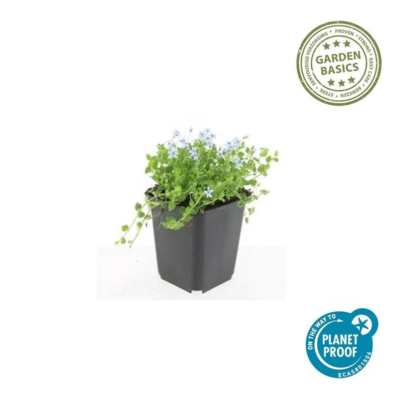 Isotoma fluviatilis 'Alba' – 24 Pflanzen Ø 9 cm – Weißblühender Bodendecker & Rasenersatz