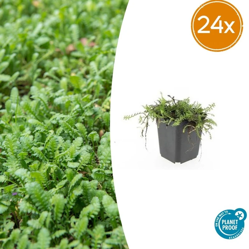 Leptinella squalida – 24 Pflanzen Ø 9 cm – Rasenteppichpflanze & Bodendecker mit filigranem Laub