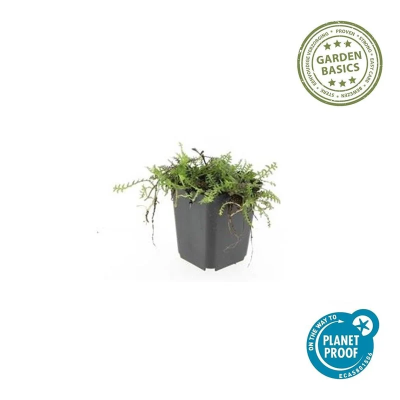 Leptinella squalida – 24 Pflanzen Ø 9 cm – Rasenteppichpflanze & Bodendecker mit filigranem Laub