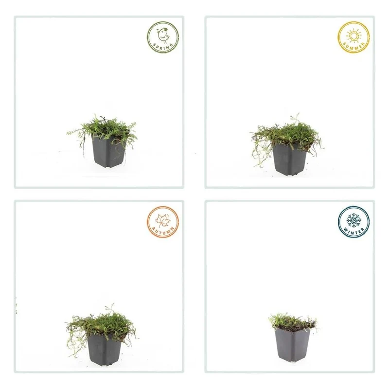 Leptinella squalida – 24 Pflanzen Ø 9 cm – Rasenteppichpflanze & Bodendecker mit filigranem Laub