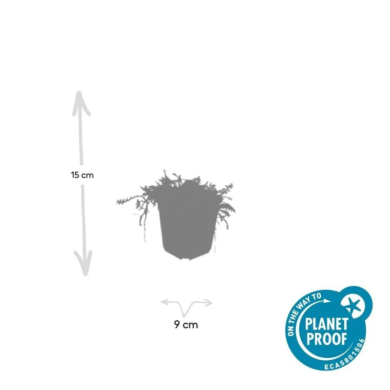 Leptinella squalida – 24 Pflanzen Ø 9 cm – Rasenteppichpflanze & Bodendecker mit filigranem Laub