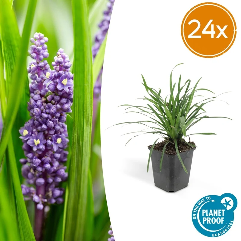 Liriope muscari 'Big Blue' – 24 Pflanzen Ø 9 cm – Immergrüne Lilientraube mit violettblauen Blüten