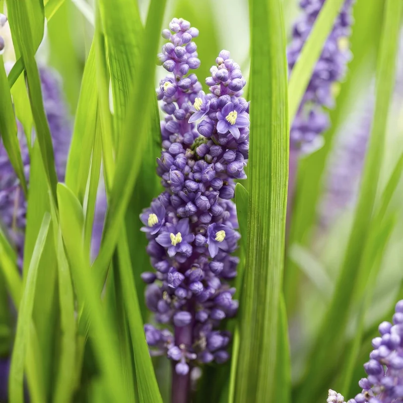 Liriope muscari 'Big Blue' – 24 Pflanzen Ø 9 cm – Immergrüne Lilientraube mit violettblauen Blüten