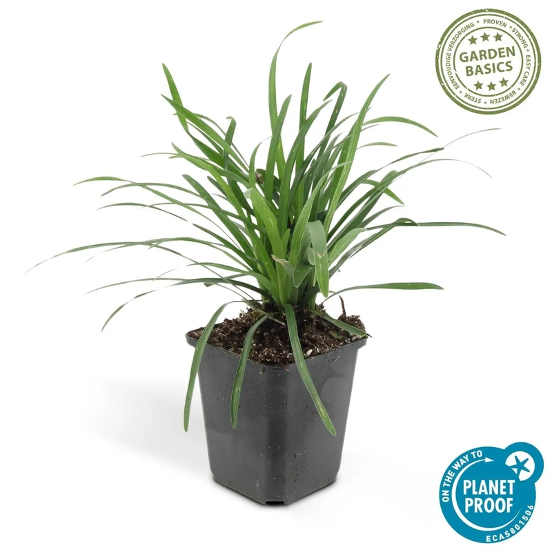 Liriope muscari 'Big Blue' – 24 Pflanzen Ø 9 cm – Immergrüne Lilientraube mit violettblauen Blüten