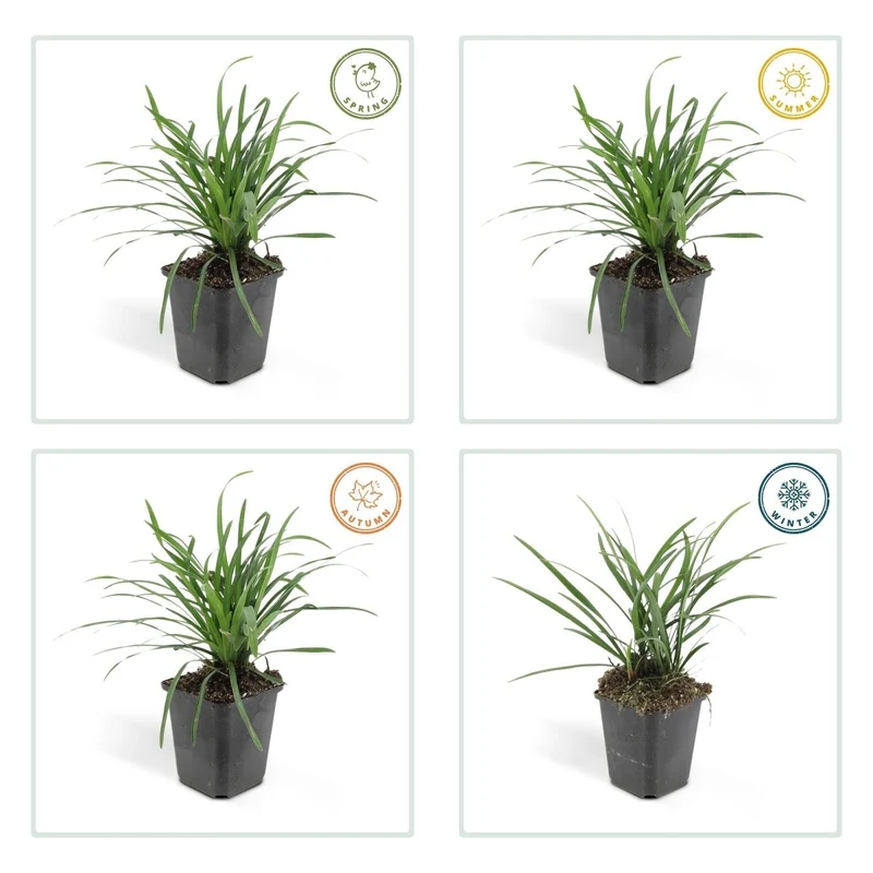 Liriope muscari 'Big Blue' – 24 Pflanzen Ø 9 cm – Immergrüne Lilientraube mit violettblauen Blüten