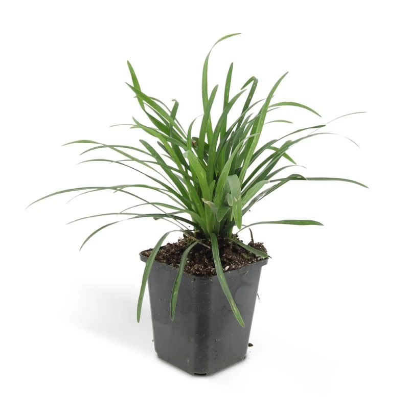 Liriope muscari 'Big Blue' – 24 Pflanzen Ø 9 cm – Immergrüne Lilientraube mit violettblauen Blüten
