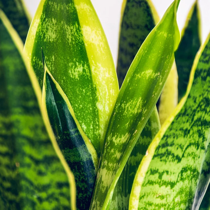 Sansevieria Laurentii - Schwiegermutterzunge - Pflegeleicht - mit Korb - Grün - Gelb Höhe 60-70cm
