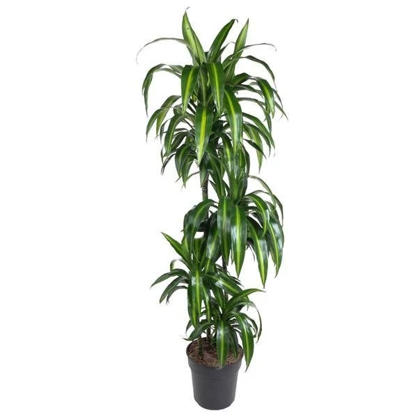 Drachenbaum kaufen – Dracaena Hawaiian Sunshine - 150cm