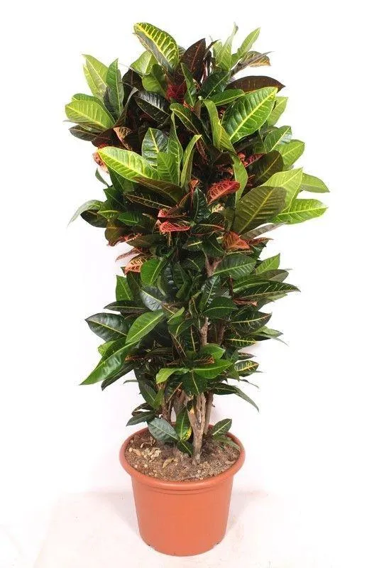 Codiaeum Petra – 180cm – Große Zimmerpflanze mit buntem Laub