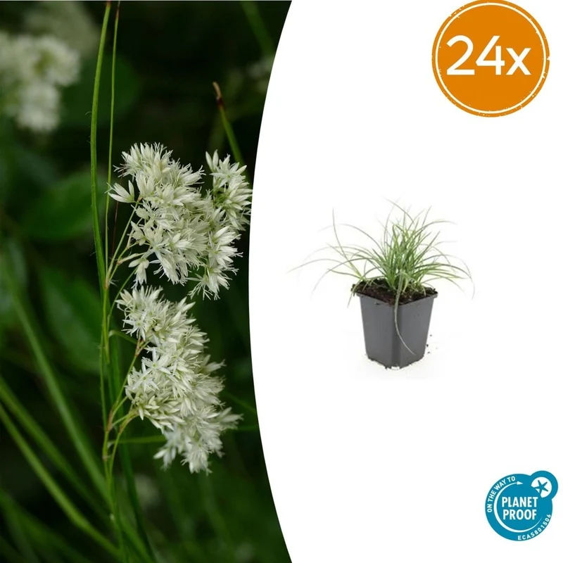 Luzula nivea – 24 Pflanzen Ø 9 cm – Schneemarbel | Wintergrünes Ziergras für Schatten & Halbschatten