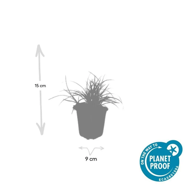 Luzula nivea – 24 Pflanzen Ø 9 cm – Schneemarbel | Wintergrünes Ziergras für Schatten & Halbschatten