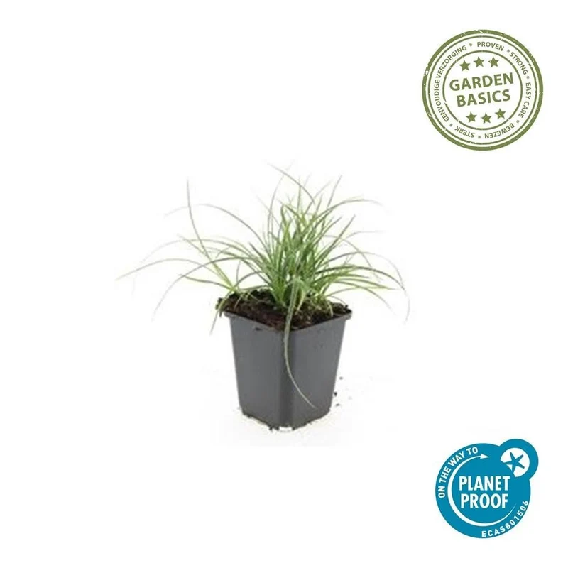 Luzula nivea – 24 Pflanzen Ø 9 cm – Schneemarbel | Wintergrünes Ziergras für Schatten & Halbschatten