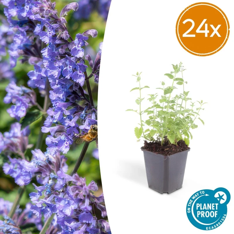 Nepeta 'Six Hills Giant' – 24 Pflanzen Ø 9 cm – Duftende Katzenminze für Beete, Rabatten & Naturgärten
