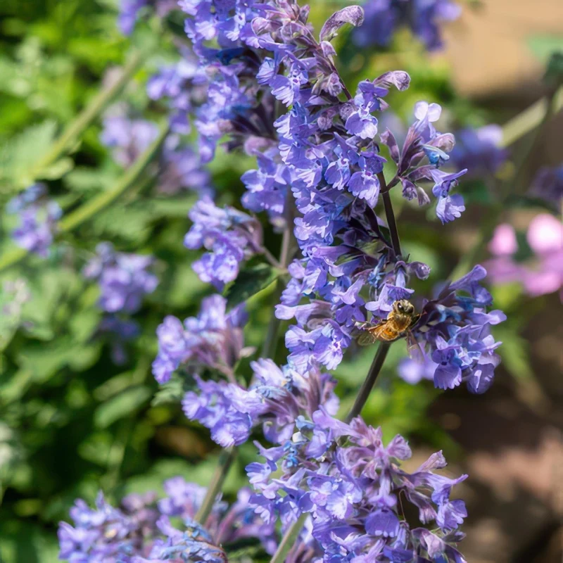 Nepeta 'Six Hills Giant' – 24 Pflanzen Ø 9 cm – Duftende Katzenminze für Beete, Rabatten & Naturgärten