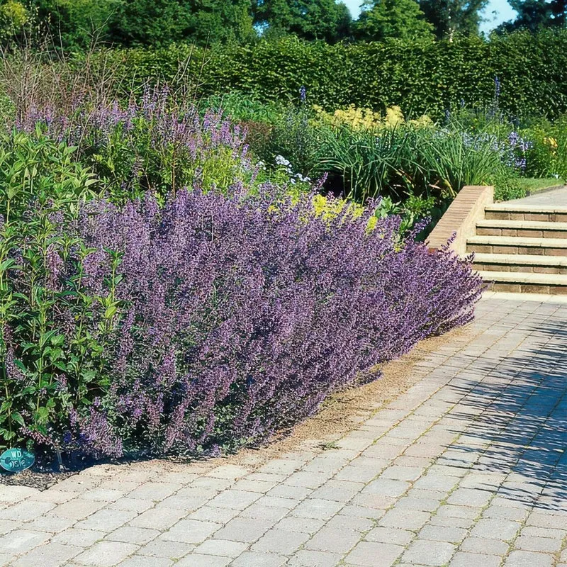 Nepeta 'Six Hills Giant' – 24 Pflanzen Ø 9 cm – Duftende Katzenminze für Beete, Rabatten & Naturgärten
