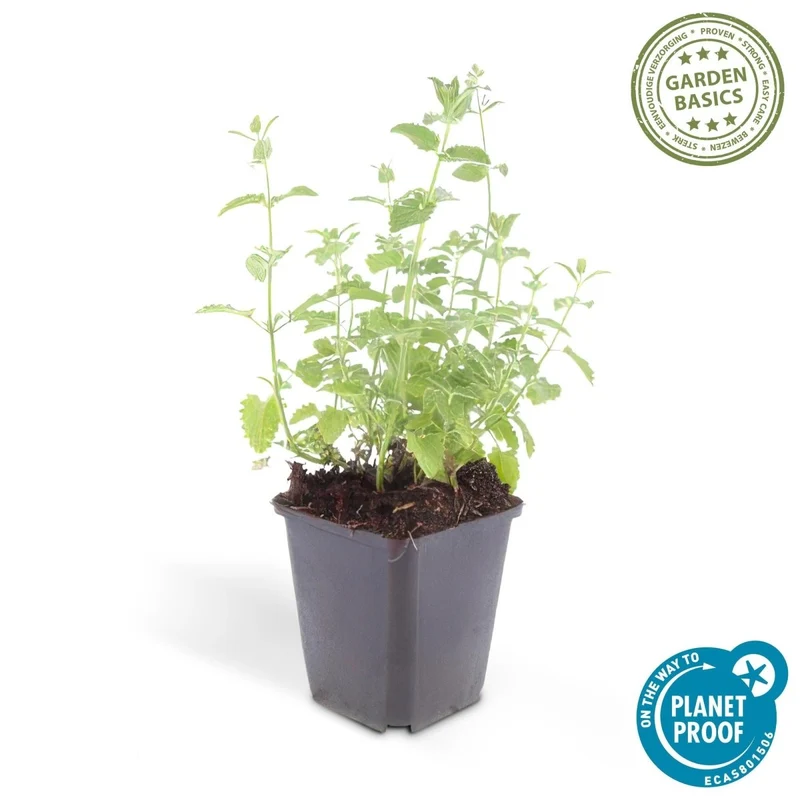 Nepeta 'Six Hills Giant' – 24 Pflanzen Ø 9 cm – Duftende Katzenminze für Beete, Rabatten & Naturgärten