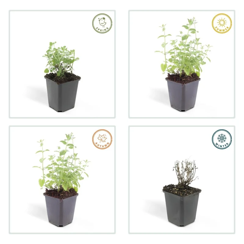 Nepeta 'Six Hills Giant' – 24 Pflanzen Ø 9 cm – Duftende Katzenminze für Beete, Rabatten & Naturgärten