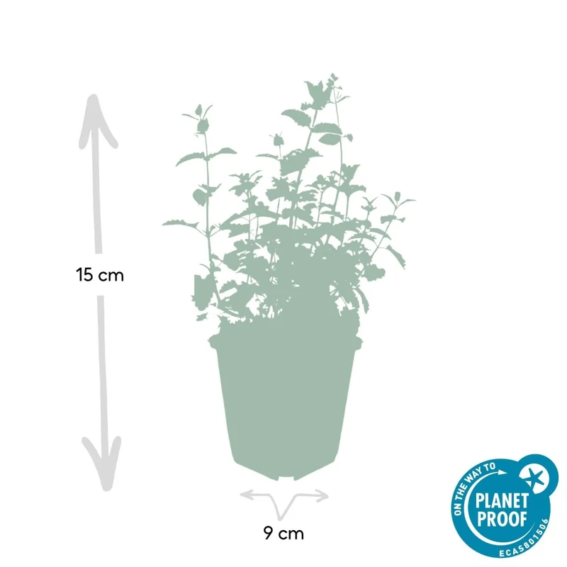 Nepeta 'Six Hills Giant' – 24 Pflanzen Ø 9 cm – Duftende Katzenminze für Beete, Rabatten & Naturgärten
