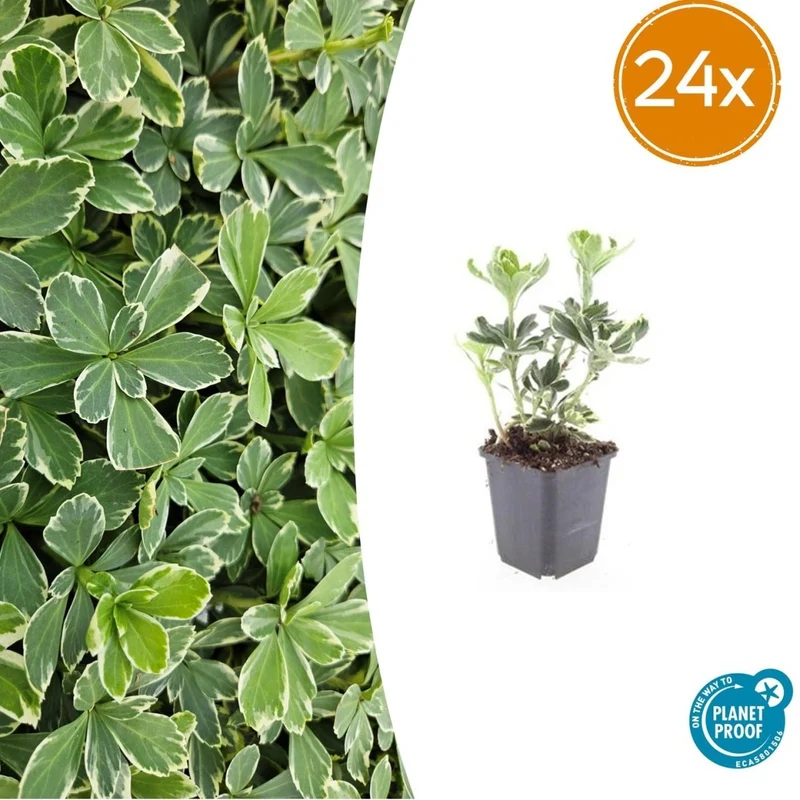 Pachysandra terminalis 'Variegata' – 24 Pflanzen Ø 9 cm – Immergrüner Bodendecker mit panaschiertem Laub