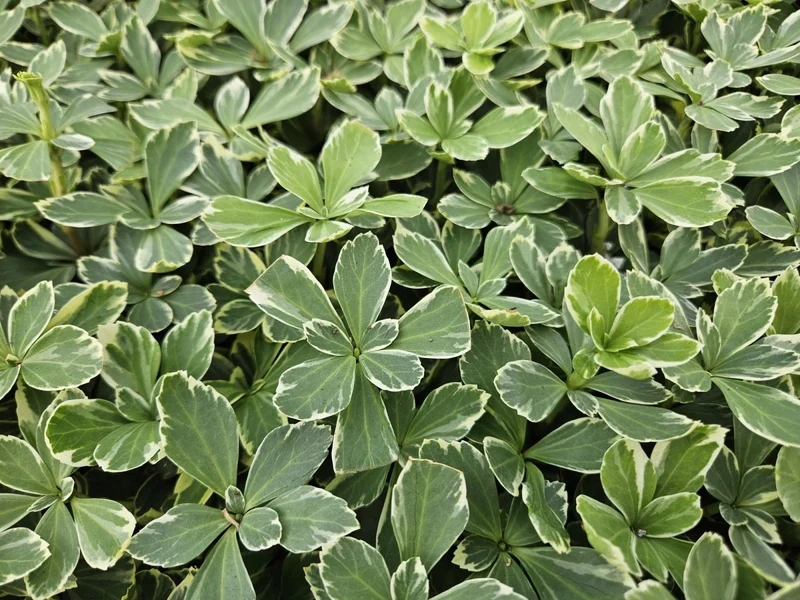 Pachysandra terminalis 'Variegata' – 24 Pflanzen Ø 9 cm – Immergrüner Bodendecker mit panaschiertem Laub