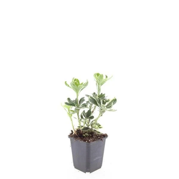 Pachysandra terminalis 'Variegata' – 24 Pflanzen Ø 9 cm – Immergrüner Bodendecker mit panaschiertem Laub