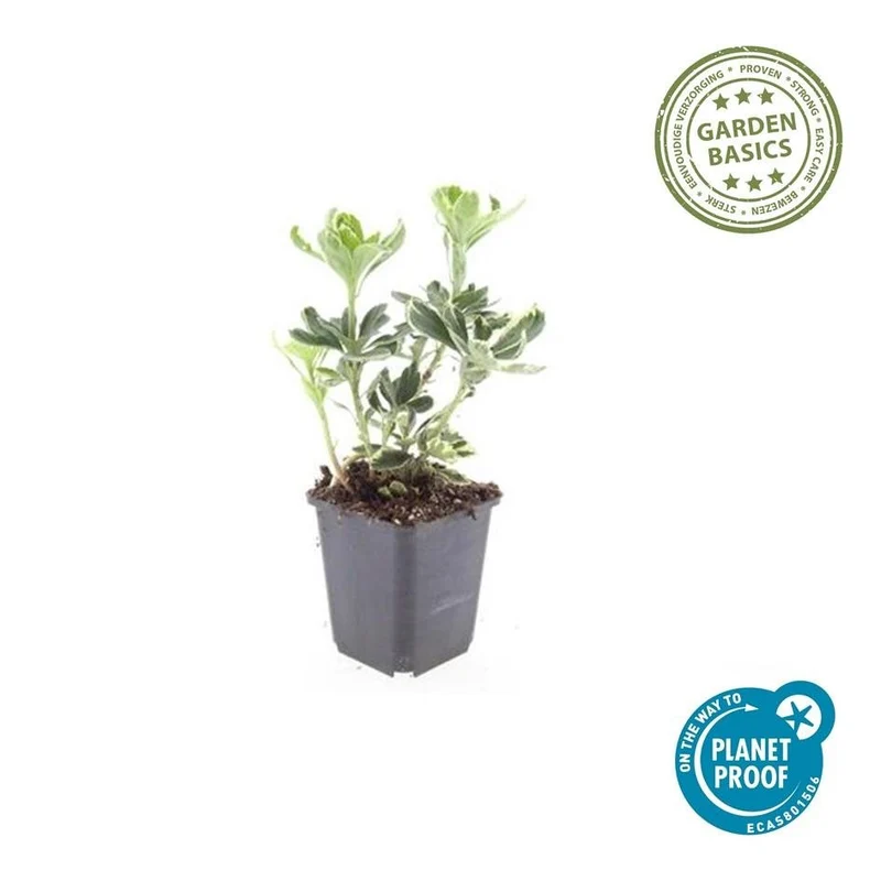 Pachysandra terminalis 'Variegata' – 24 Pflanzen Ø 9 cm – Immergrüner Bodendecker mit panaschiertem Laub