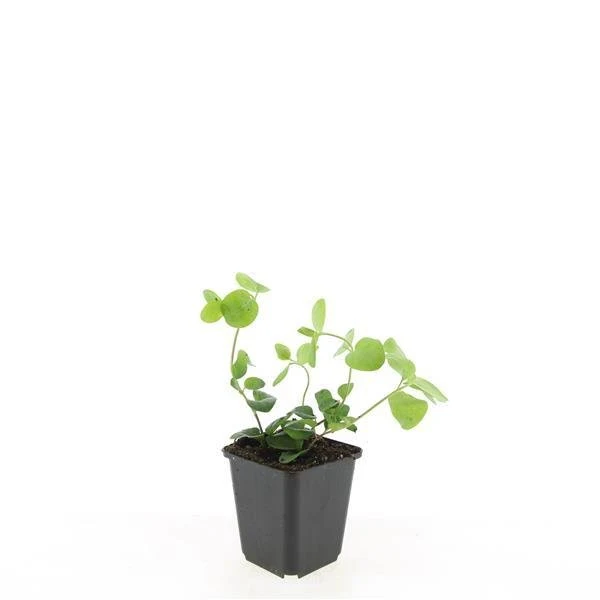 Vinca major – 24 Pflanzen Ø 9 cm – Großes Immergrün | Robuster, winterharter Bodendecker mit violett-blauen Blüten