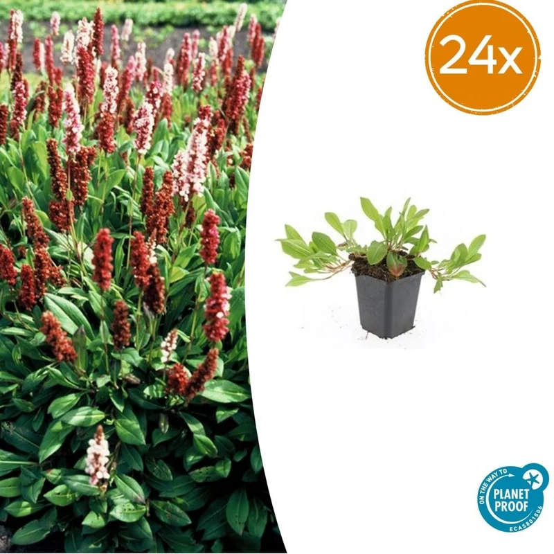 Persicaria aff. ‘Darjeeling Red’ – 24 Pflanzen Ø 9 cm Höhe 10–25 cm – Teppich-Knöterich | Kriechende, winterharte Bodendecker-Staude