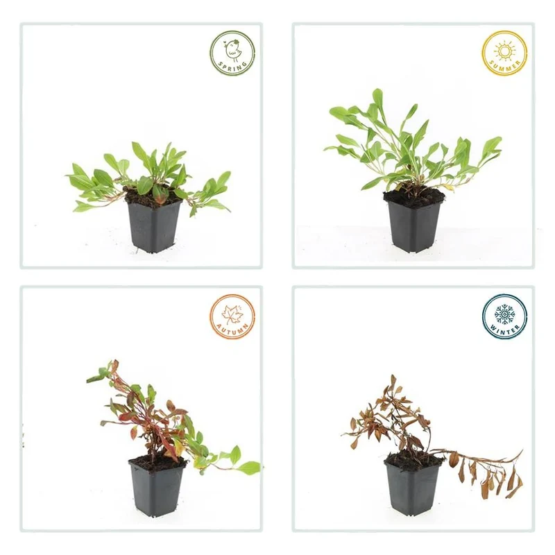 Persicaria aff. ‘Darjeeling Red’ – 24 Pflanzen Ø 9 cm Höhe 10–25 cm – Teppich-Knöterich | Kriechende, winterharte Bodendecker-Staude