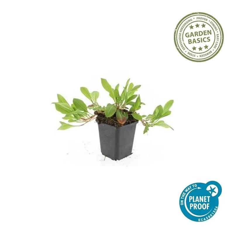 Persicaria aff. ‘Darjeeling Red’ – 24 Pflanzen Ø 9 cm Höhe 10–25 cm – Teppich-Knöterich | Kriechende, winterharte Bodendecker-Staude