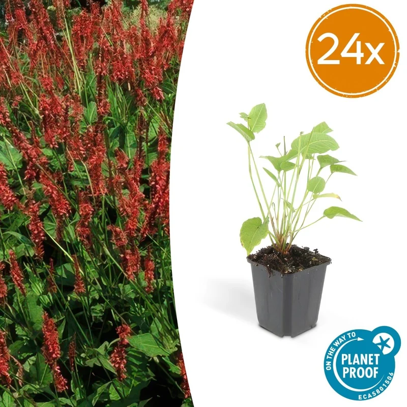 Persicaria amplexicaulis – 24 Pflanzen Ø 9 cm Höhe 10–25 cm – Kerzenknöterich | Blütenstarke Staude für Sonne & Halbschatten
