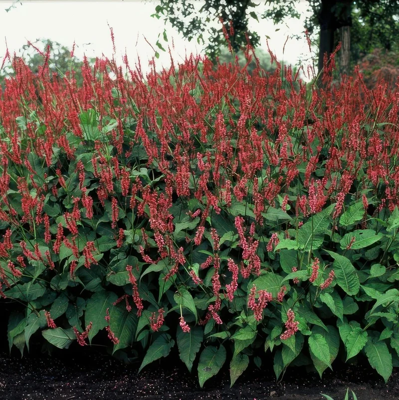 Persicaria amplexicaulis – 24 Pflanzen Ø 9 cm Höhe 10–25 cm – Kerzenknöterich | Blütenstarke Staude für Sonne & Halbschatten