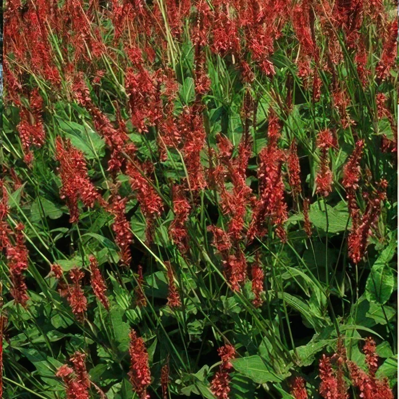 Persicaria amplexicaulis – 24 Pflanzen Ø 9 cm Höhe 10–25 cm – Kerzenknöterich | Blütenstarke Staude für Sonne & Halbschatten
