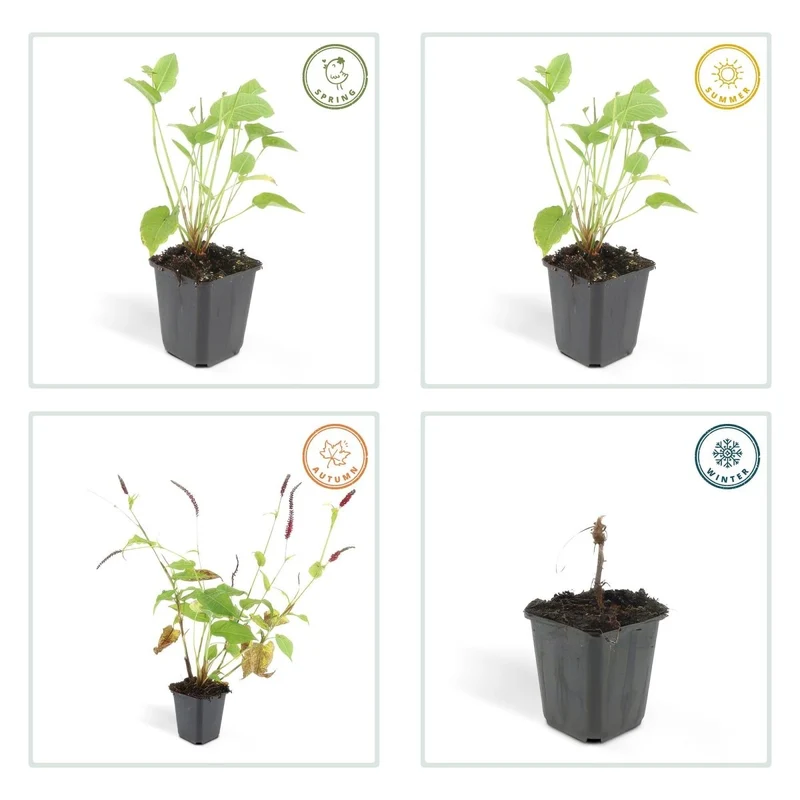 Persicaria amplexicaulis – 24 Pflanzen Ø 9 cm Höhe 10–25 cm – Kerzenknöterich | Blütenstarke Staude für Sonne & Halbschatten