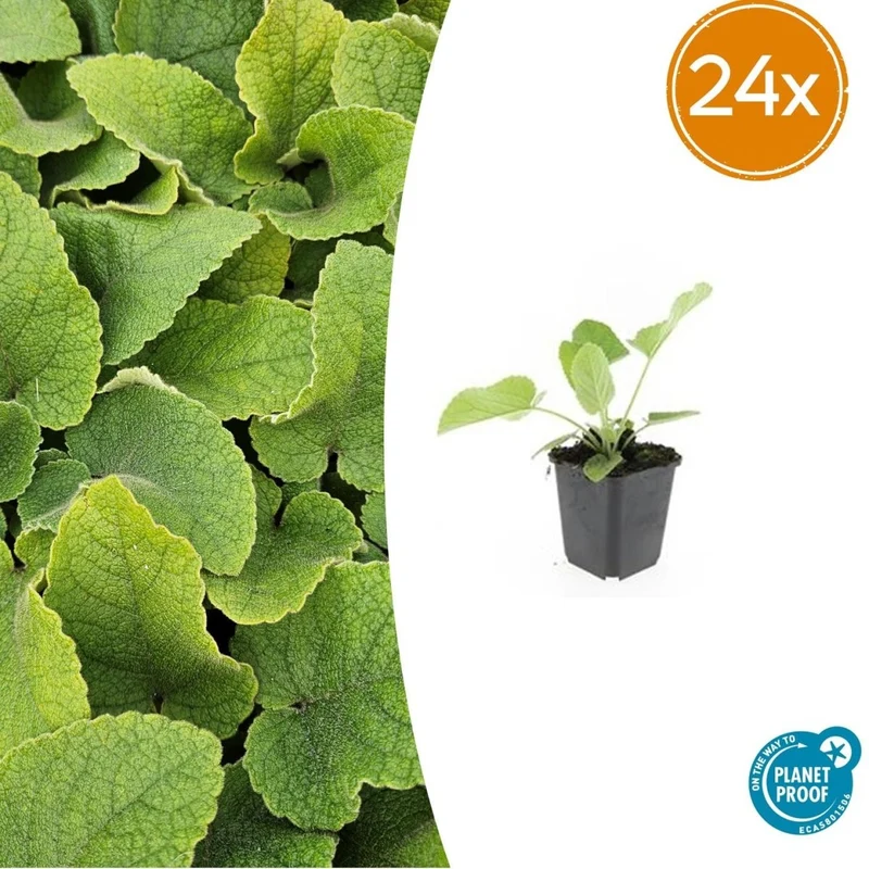 Phlomis russeliana – 24 Pflanzen Ø 9 cm Höhe 10–25 cm – Goldschopf-Brandkraut | Winterharte Staude für Sonne & Halbschatten