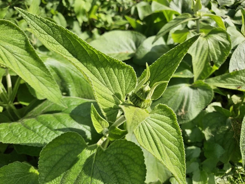 Phlomis russeliana – 24 Pflanzen Ø 9 cm Höhe 10–25 cm – Goldschopf-Brandkraut | Winterharte Staude für Sonne & Halbschatten