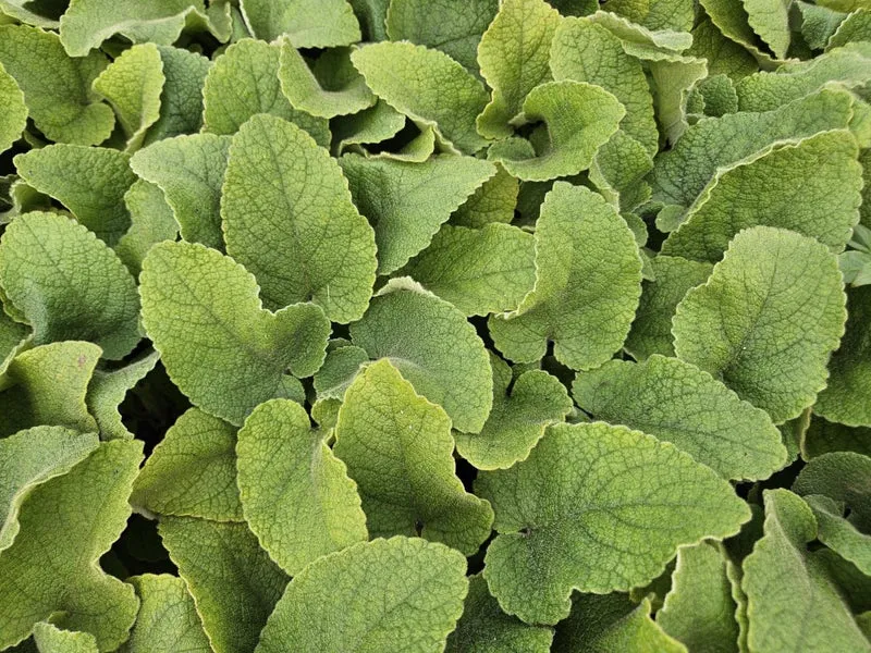 Phlomis russeliana – 24 Pflanzen Ø 9 cm Höhe 10–25 cm – Goldschopf-Brandkraut | Winterharte Staude für Sonne & Halbschatten