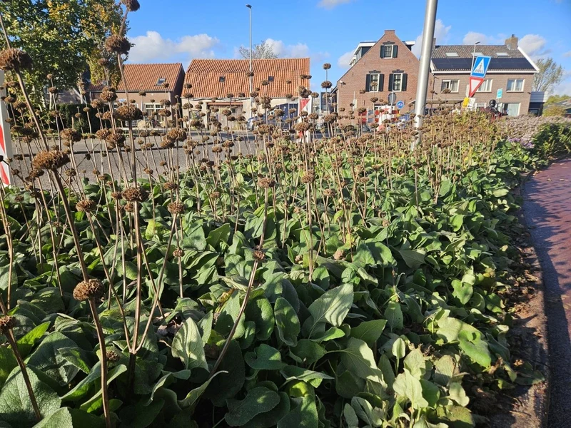 Phlomis russeliana – 24 Pflanzen Ø 9 cm Höhe 10–25 cm – Goldschopf-Brandkraut | Winterharte Staude für Sonne & Halbschatten
