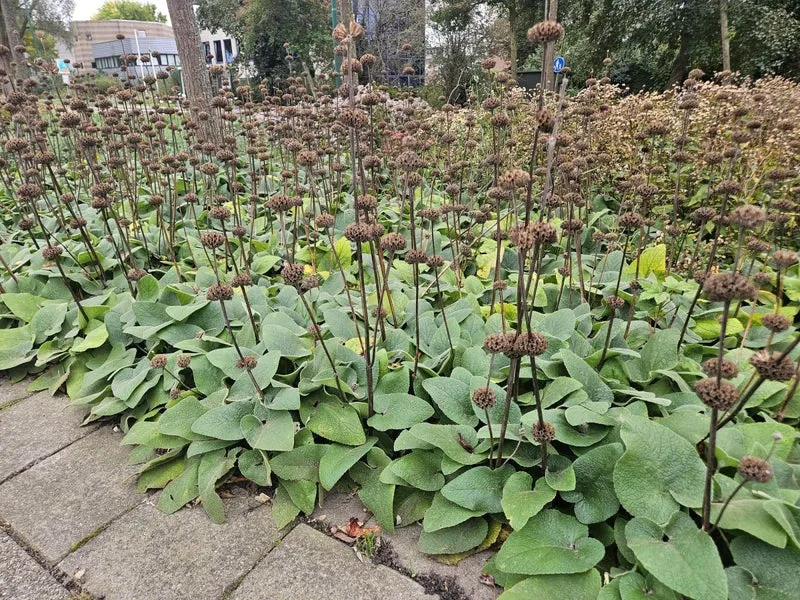 Phlomis russeliana – 24 Pflanzen Ø 9 cm Höhe 10–25 cm – Goldschopf-Brandkraut | Winterharte Staude für Sonne & Halbschatten