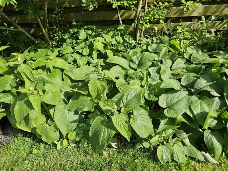 Phlomis russeliana – 24 Pflanzen Ø 9 cm Höhe 10–25 cm – Goldschopf-Brandkraut | Winterharte Staude für Sonne & Halbschatten