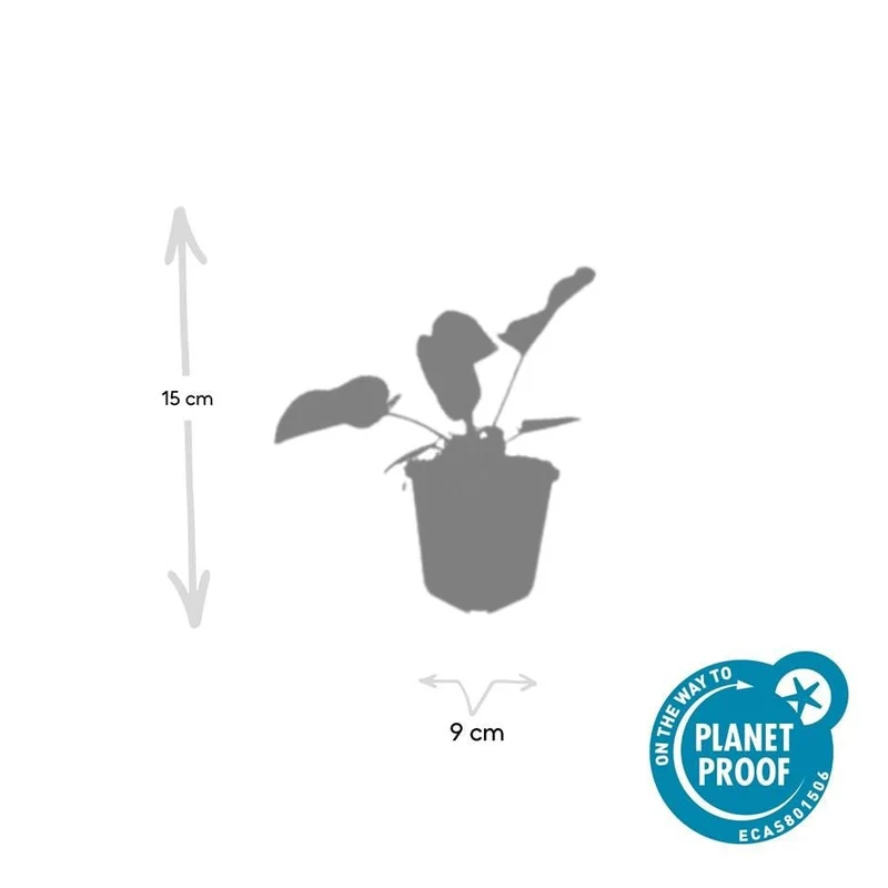 Phlomis russeliana – 24 Pflanzen Ø 9 cm Höhe 10–25 cm – Goldschopf-Brandkraut | Winterharte Staude für Sonne & Halbschatten