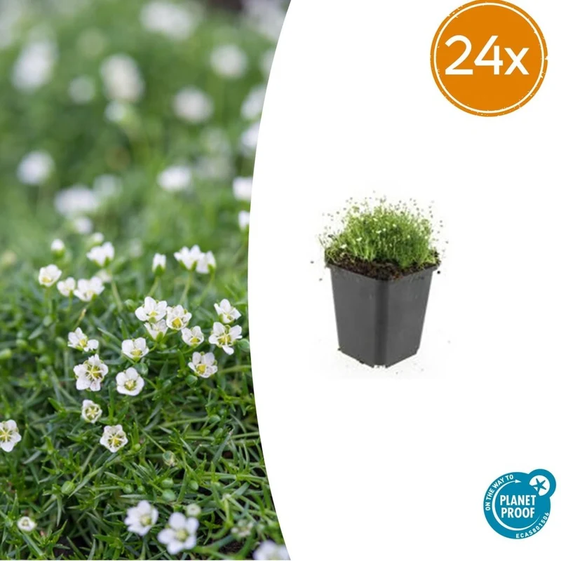 Sagina subulata – 24 Pflanzen Ø 9 cm Höhe 10–25 cm – Immergrüner, trittfester Moos-Bodendecker für sonnige & halbschattige Lagen
