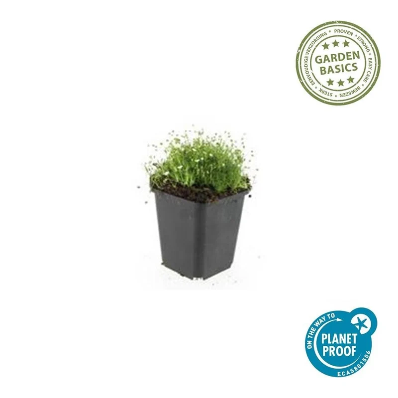 Sagina subulata – 24 Pflanzen Ø 9 cm Höhe 10–25 cm – Immergrüner, trittfester Moos-Bodendecker für sonnige & halbschattige Lagen